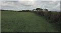 SX3992 : Field boundary hedge by Jon Coupland