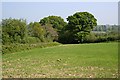 Spring Crops and Trees