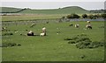 NU1630 : Sheep Pasture Near Newhouses by Mick Garratt