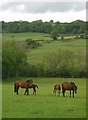 Horses and Hillside