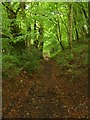 Sunken Track through Beech Woodland