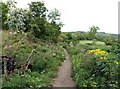 Trans Pennine Trail  to Silkstone Common