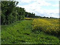 Hedge and field next to Hillfoot Farm