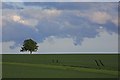 SU0117 : Lone tree & wheat, Handley Down. by Simon Barnes