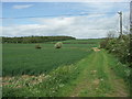 Farm Track beside the Wheat Fields..