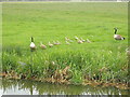 Canada geese shepherd goslings to the canal