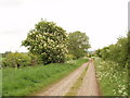 Horse chestnut in flower