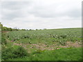 Bean field, Grendon Hill Farm