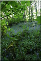 Bluebell woods