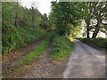 Track into Eastcottdown Plantation