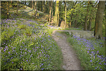 SD9728 : Bluebells in Foster Wood, Colden Clough Local Nature Reserve by Phil Champion