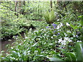 Cornish woodland flora