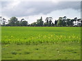 Hedgerow from across a field