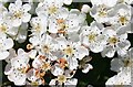 Hawthorn (Crataegus monogyna)