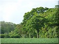 Trees across field