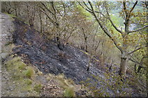 SD9827 : Result of fire in Eaves Wood by Phil Champion