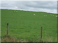 Sheep grazing in field at Nether Hythie