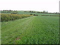 Wheat field and hedge.