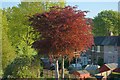 Copper Beech Trees