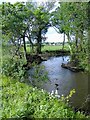 Pond, near Ashley Marsh