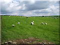 Sheep at the end of Hollowbank Avenue