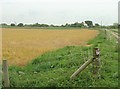 Nocton Fen