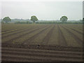 Vegetable farming at Kirkstead, Woodhall Spa