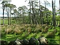 Scots Pines.