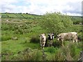 C5608 : Cows at Mulderg by Kenneth  Allen