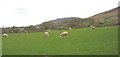 SH5664 : Grazing sheep below Buarth Beran by Eric Jones