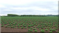 Potato Field, Crowgreaves, Shropshire