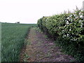 The Footpath from High Catton to Wilberfoss