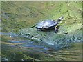 Terrapin in the Hogsmill at Kingston upon Thames