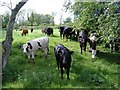 Bullocks, inside the moat