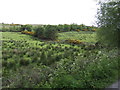 Northern slopes of Mullyknock