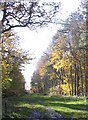 Gayhurst Wood, autumn 2006