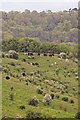 ST9922 : Cattle graze East Combe by Simon Barnes