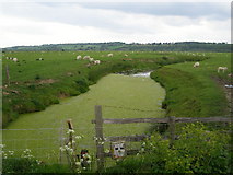 TQ9118 : Romney Marsh sheep grazing near Rye Marsh farm by Brian Green