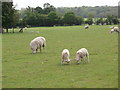 Ewe are being watched