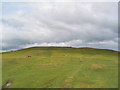 Looking up Hergest Ridge