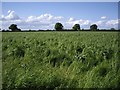 View across field