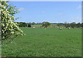 Pasture at Swarlanddean