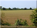 Field south of Yapton road Barnham