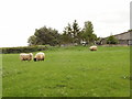 Sheep on pasture at Hoggeston