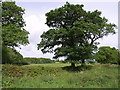 Field, hedge and trees beside A386