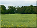 Oilseed rape crop, near Cerney Wick