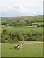 Sheep Pasture at Coverham