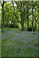 Bluebells, Old Spring Wood