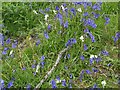 Hyacinthoides non-scripta