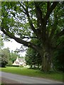 ST8186 : Giant oak tree, Bullpark Wood by Roger Cornfoot